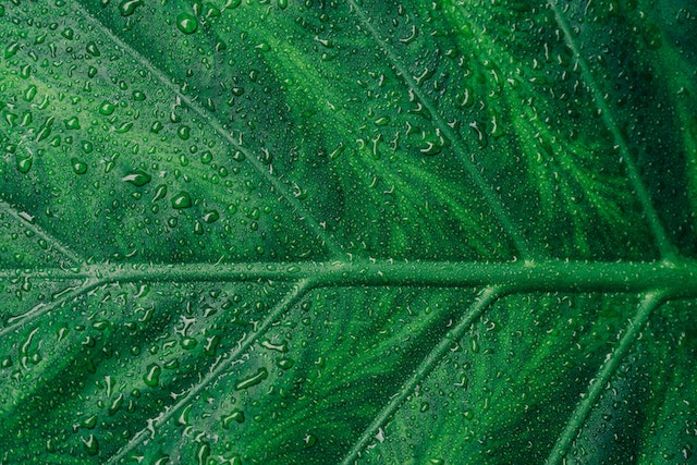 colour-psychology-green